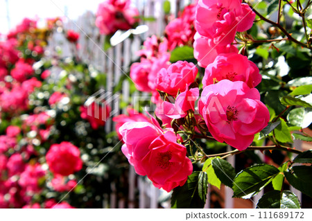 Pink roses Pink roses 111689172