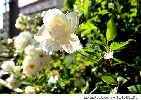 白玫瑰沐浴在午後的陽光下 白玫瑰沐浴在午後的陽光下 111689195