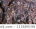 Plum blossoms in full bloom 111689198
