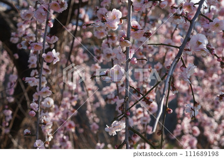 Plum blossoms in full bloom 111689198