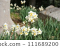 Daffodils in full bloom 111689200