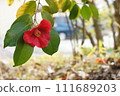 Unicycle's red camellia 111689203