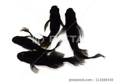 Agata (improved medaka) Agata (improved medaka) 111689330