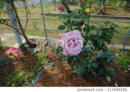 荒尾市少女公民花壇玫瑰花, 荒尾市少女公民花壇玫瑰花, 111689388