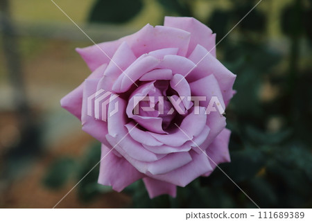 荒尾市少女公民花壇玫瑰花， 111689389