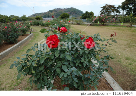 Arao City Ominous Citizen Flower Bed Rose Flower, 111689404