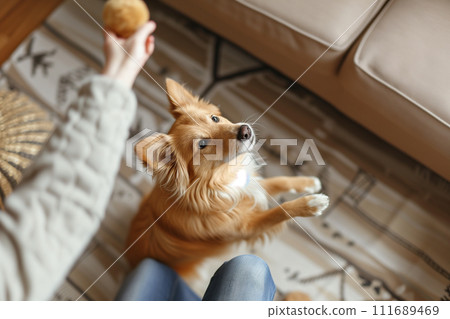 Pet Playtime,Joyful Moments with Dog or Cat in Living Room 111689469