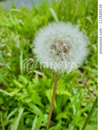 開花在春天領域的蒲公英冠毛 開花在春天領域的蒲公英冠毛 111689526