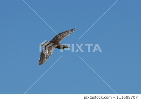 Young night heron flying against the blue sky 111689707