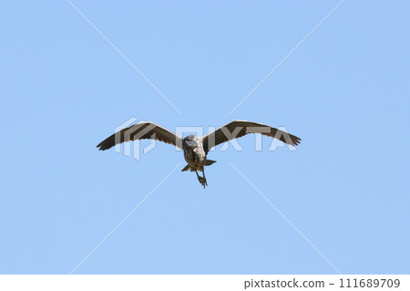 年輕的夜鷺在藍天上飛翔 年輕的夜鷺在藍天上飛翔 111689709