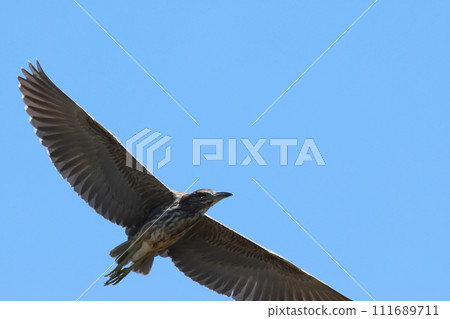 年輕的夜鷺在藍天上飛翔 年輕的夜鷺在藍天上飛翔 111689711