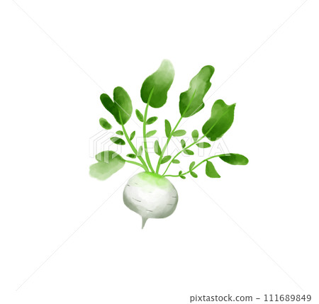 蔬菜蘿蔔水彩 111689849