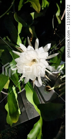 月光下的美麗在我們的花園裡綻放 111690172