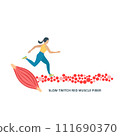Slow twitch red muscle fiber type illustration 111690370