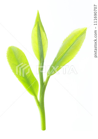 茶葉 111690707