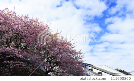 Kawazu cherry blossoms on the Miura coast of the Miura Peninsula 111690860