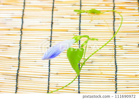 morning glory morning glory bud 111690972