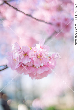 河津櫻花 河津櫻花 111691074