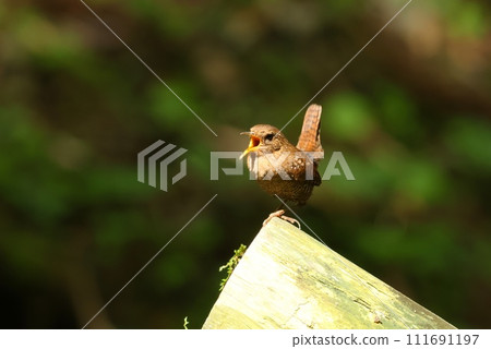 鷦鷯沿著溪流，在山里，在歌柱上鳴叫 111691197