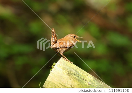 鷦鷯沿著溪流，在山里，在歌柱上鳴叫 111691198