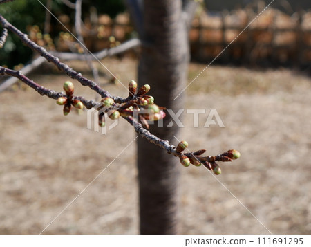 Bud that waits for spring 111691295