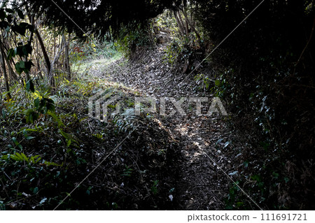 Path through a lush forest of trees Path through a lush forest of trees 111691721