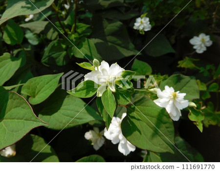 Hokudami with double blooms and leaves 111691770