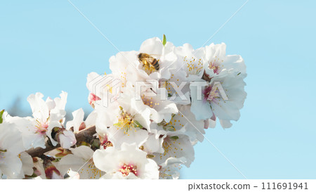 Almond Flowers And A Bee Working 111691941