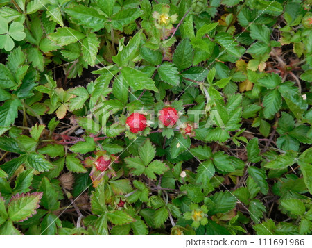 The red fruit of Hevietichigo 111691986
