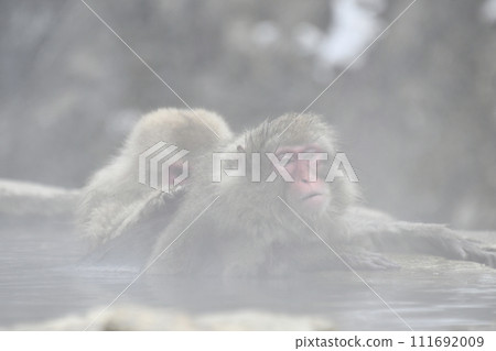 A monkey entering a hot spring A monkey entering a hot spring 111692009