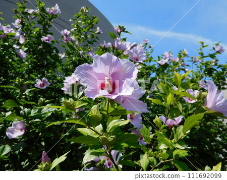 mauve rose of Sharon flower mauve rose of Sharon flower 111692099