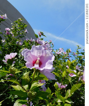 mauve rose of Sharon flower mauve rose of Sharon flower 111692101