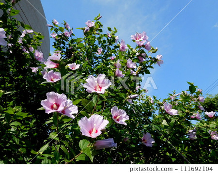 mauve rose of Sharon flower mauve rose of Sharon flower 111692104