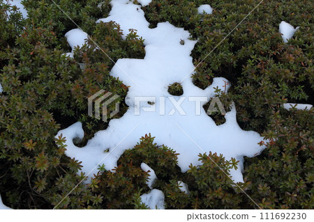路邊的灌木叢裡積滿了積雪 111692230