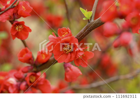 早春盛開的散景花朵 早春盛開的散景花朵 111692311