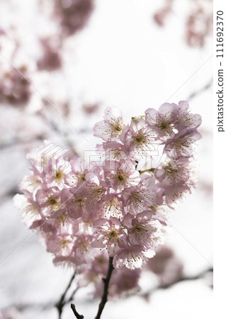 Tsubakikansakura 111692370