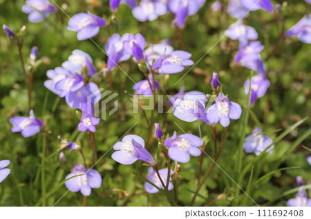 Purple moss (Purple heron moss) that blooms cute purple flowers 111692408