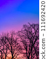 樹木的輪廓和生動的紫色漸層天空 111692420
