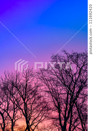 Silhouettes of trees and vivid purple gradient sky 111692420