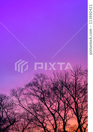 Silhouettes of trees and vivid purple gradient sky 111692421