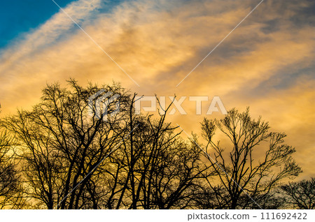 光禿禿的樹木和戲劇性的天空的剪影 111692422