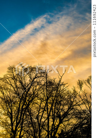 Silhouettes of bare trees and dramatic sky 111692423