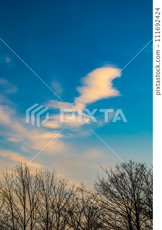 Silhouettes of bare trees and dramatic sky 111692424