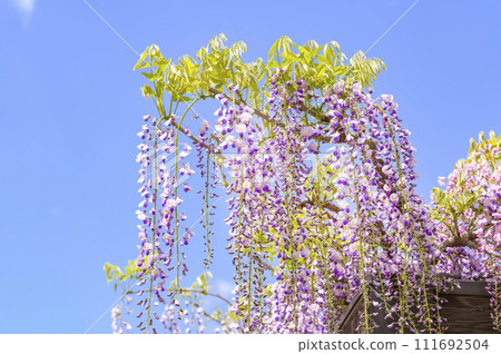 Wisteria flowers shining in the blue sky 111692504
