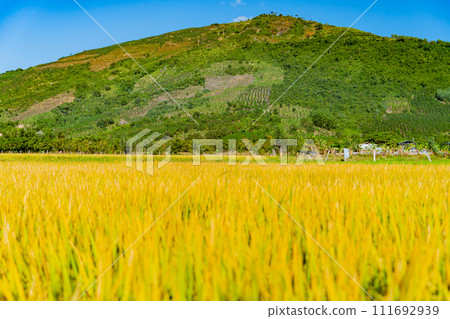 A rice field in Vietnam. 111692939