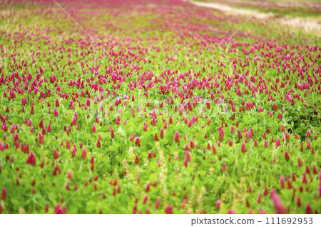 Safflower clover, also known as strawberry candle 111692953