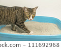 The excretion of cats is routine daily. 111692968