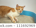 The excretion of cats is routine daily. 111692969