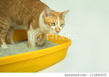 The excretion of cats is routine daily. The excretion of cats is routine daily. 111692970