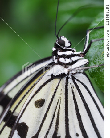 蝴蝶 蝴蝶 111693191